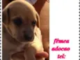 Filhote