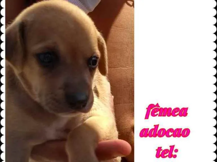 Cachorro raça Srd idade Abaixo de 2 meses nome Filhote