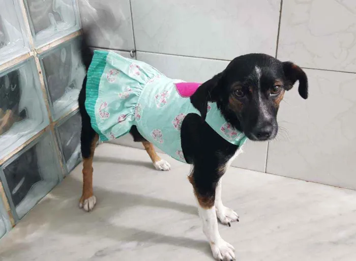 Cachorro ra a SRD idade 2 a 6 meses nome Marrie