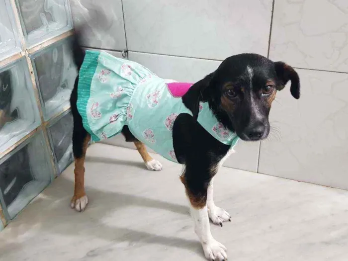 Cachorro ra a SRD idade 2 a 6 meses nome Marrie