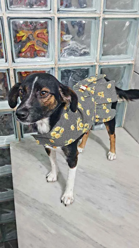 Cachorro ra a SRD idade 2 a 6 meses nome Marrie