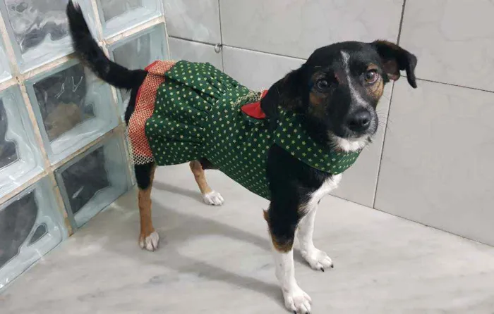 Cachorro ra a SRD idade 2 a 6 meses nome Marrie