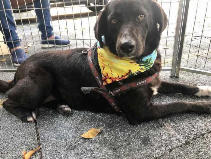 Cachorro raça SRD idade 3 anos nome JABOTICABA