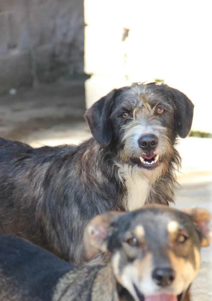 Cachorro raça SRD idade 1 ano nome Chiquinho 