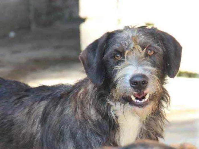 Cachorro raça SRD idade 1 ano nome Chiquinho 