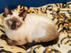 Gato raça SRD idade 2 a 6 meses nome Izzy