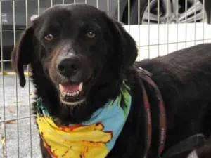 Cachorro raça SRD idade 3 anos nome JABOTICABA