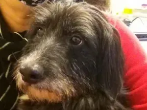 Cachorro raça SRD idade 3 anos nome Valentin