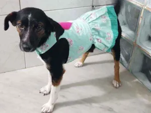 Cachorro raça SRD idade 2 a 6 meses nome Marrie