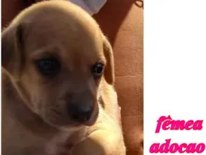Cachorro raça Srd idade Abaixo de 2 meses nome Filhote