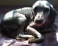 Dixie