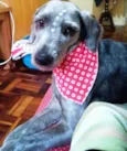 Dixie