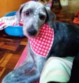 Dixie