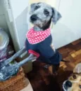 Dixie