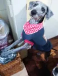 Dixie