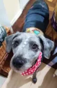 Dixie