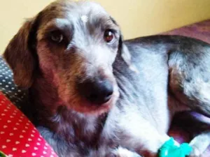 Cachorro raça SRD idade 3 anos nome Dixie