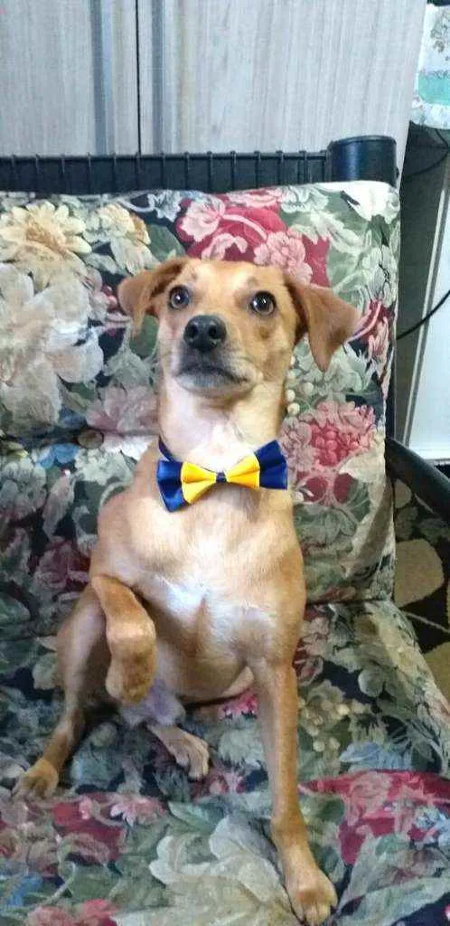 Cachorro ra a  idade 1 ano nome Dom