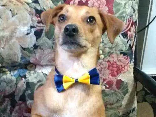 Cachorro ra a  idade 1 ano nome Dom