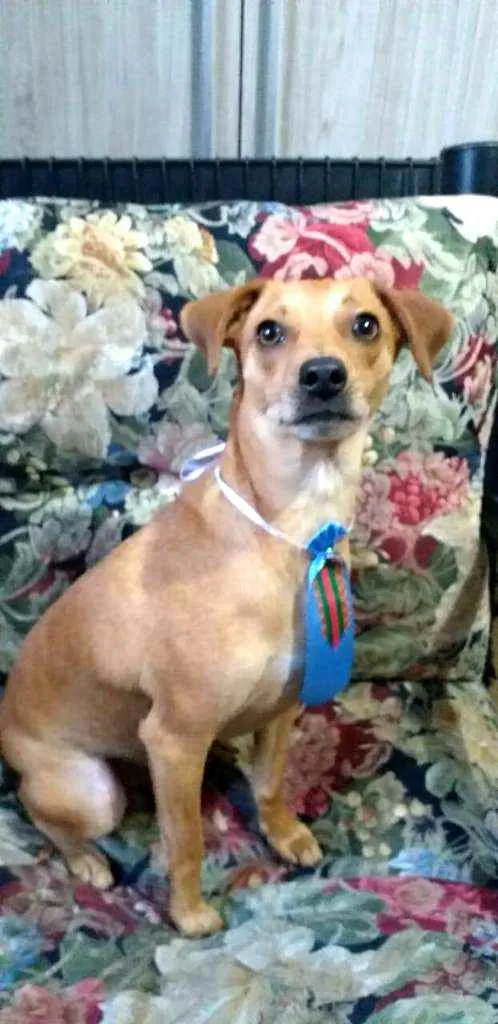 Cachorro ra a  idade 1 ano nome Dom