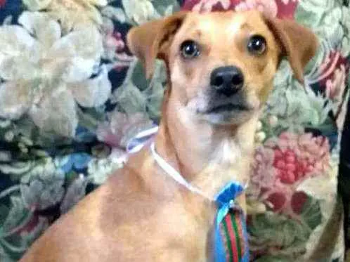 Cachorro ra a  idade 1 ano nome Dom
