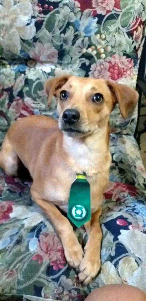 Cachorro ra a  idade 1 ano nome Dom