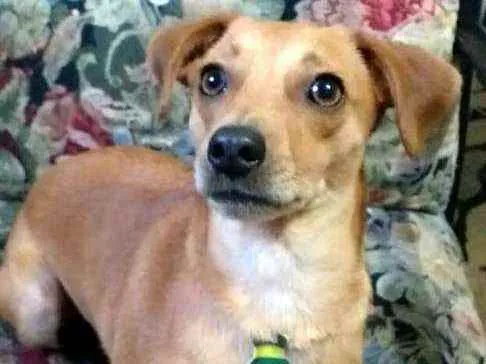 Cachorro ra a  idade 1 ano nome Dom
