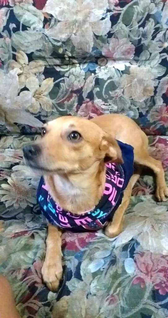 Cachorro ra a  idade 1 ano nome Dom