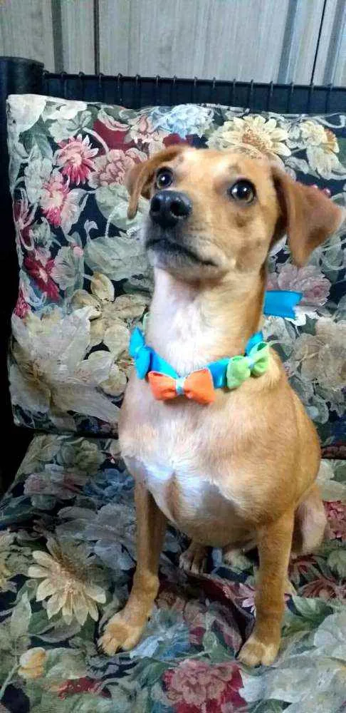 Cachorro ra a  idade 1 ano nome Dom