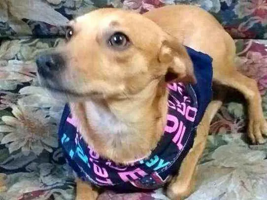 Cachorro ra a  idade 1 ano nome Dom