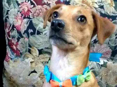 Cachorro ra a  idade 1 ano nome Dom