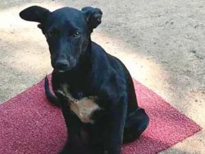 Cachorro raça  idade 2 a 6 meses nome Duda 
