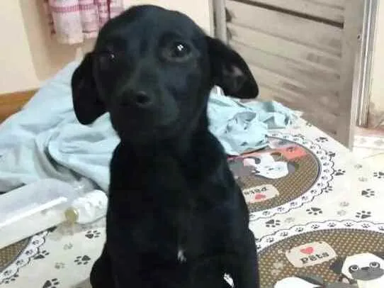 Cachorro ra a  idade 2 a 6 meses nome Alana
