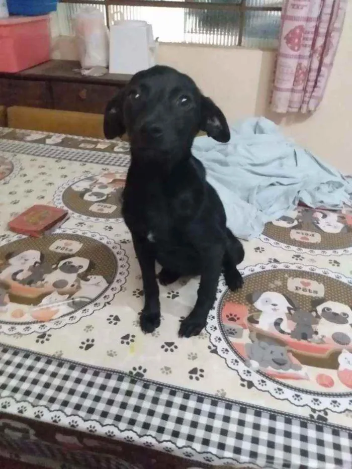 Cachorro ra a  idade 2 a 6 meses nome Alana