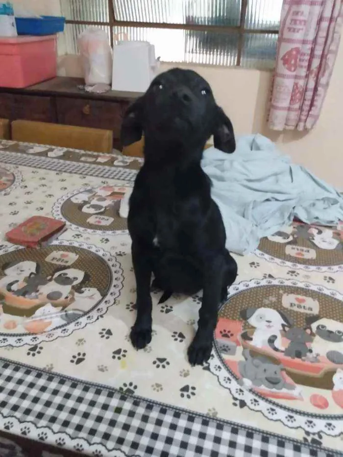 Cachorro ra a  idade 2 a 6 meses nome Alana