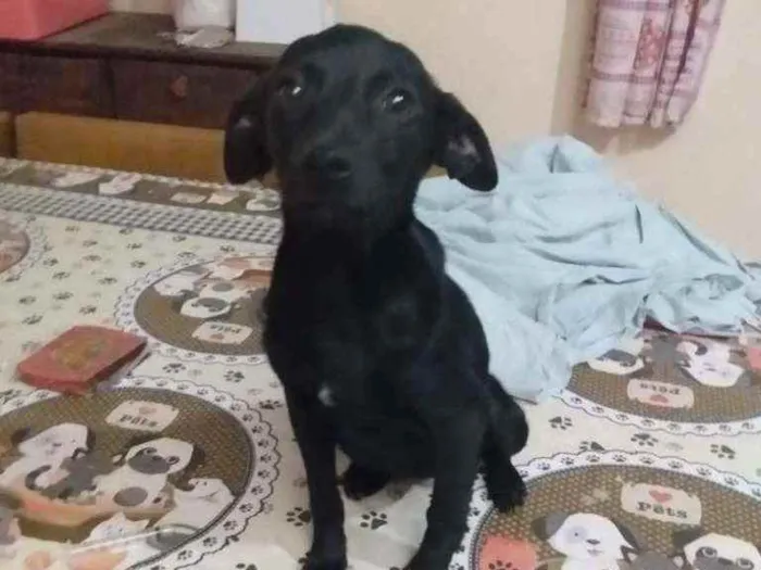 Cachorro ra a  idade 2 a 6 meses nome Alana