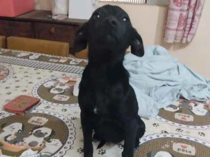Cachorro ra a  idade 2 a 6 meses nome Alana