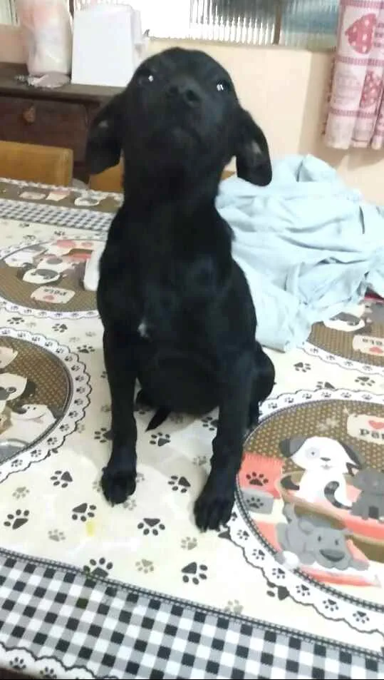 Cachorro ra a  idade 2 a 6 meses nome Alana