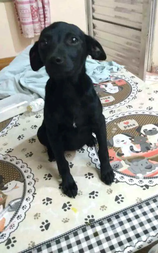 Cachorro ra a  idade 2 a 6 meses nome Alana