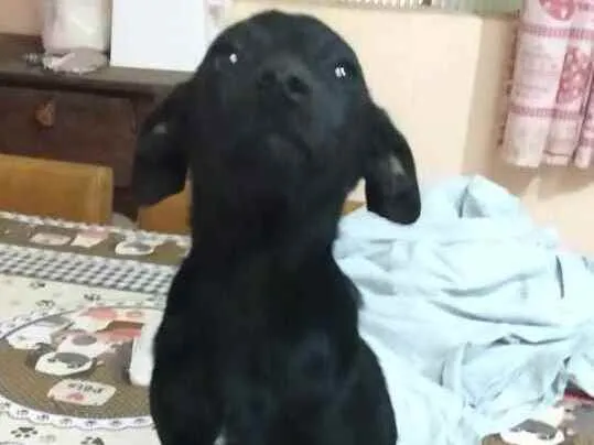 Cachorro ra a  idade 2 a 6 meses nome Alana
