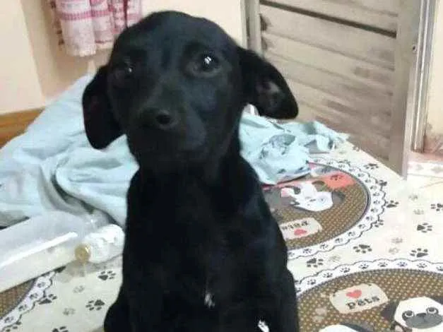 Cachorro ra a  idade 2 a 6 meses nome Alana