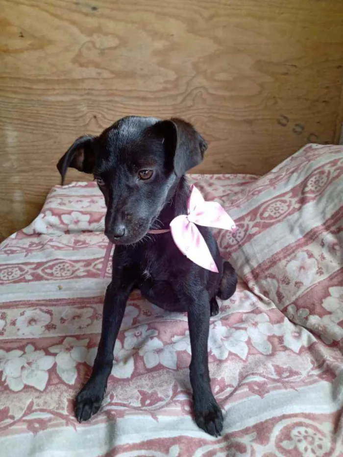 Cachorro ra a  idade 2 a 6 meses nome Alana