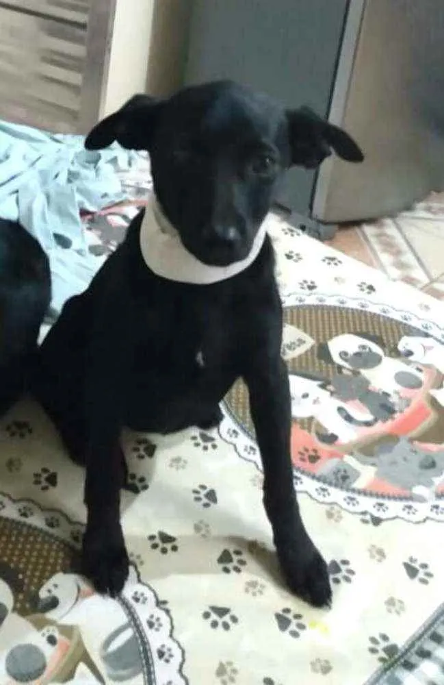 Cachorro ra a  idade 2 a 6 meses nome Alana