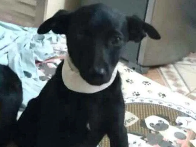 Cachorro ra a  idade 2 a 6 meses nome Alana