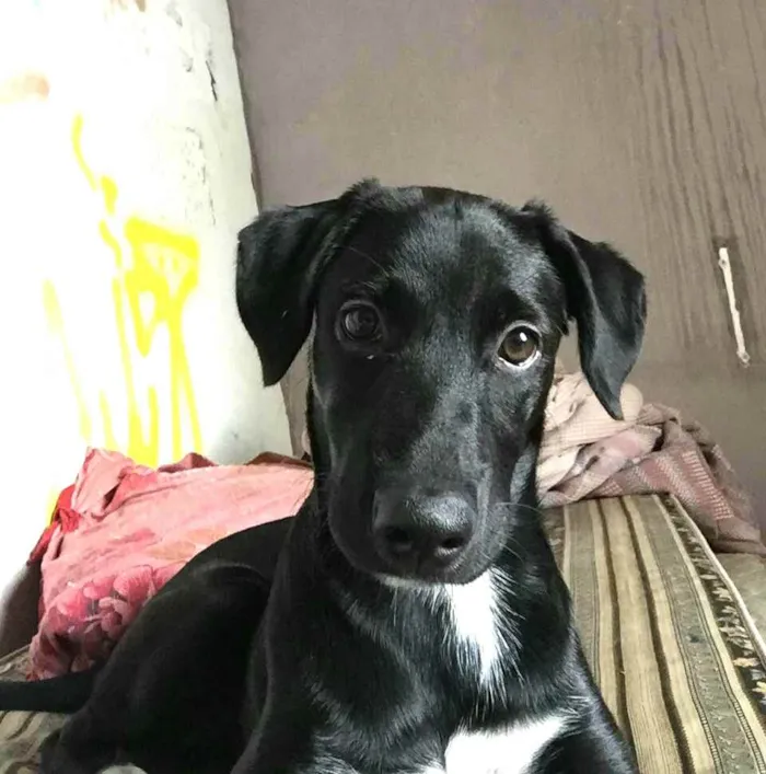 Cachorro ra a  idade 7 a 11 meses nome Mada