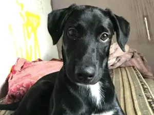 Cachorro raça  idade 7 a 11 meses nome Mada 