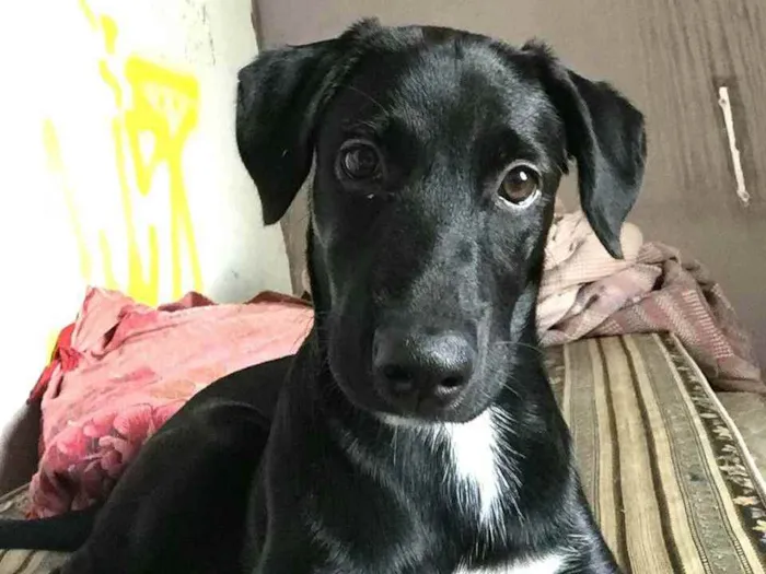 Cachorro ra a  idade 7 a 11 meses nome Mada