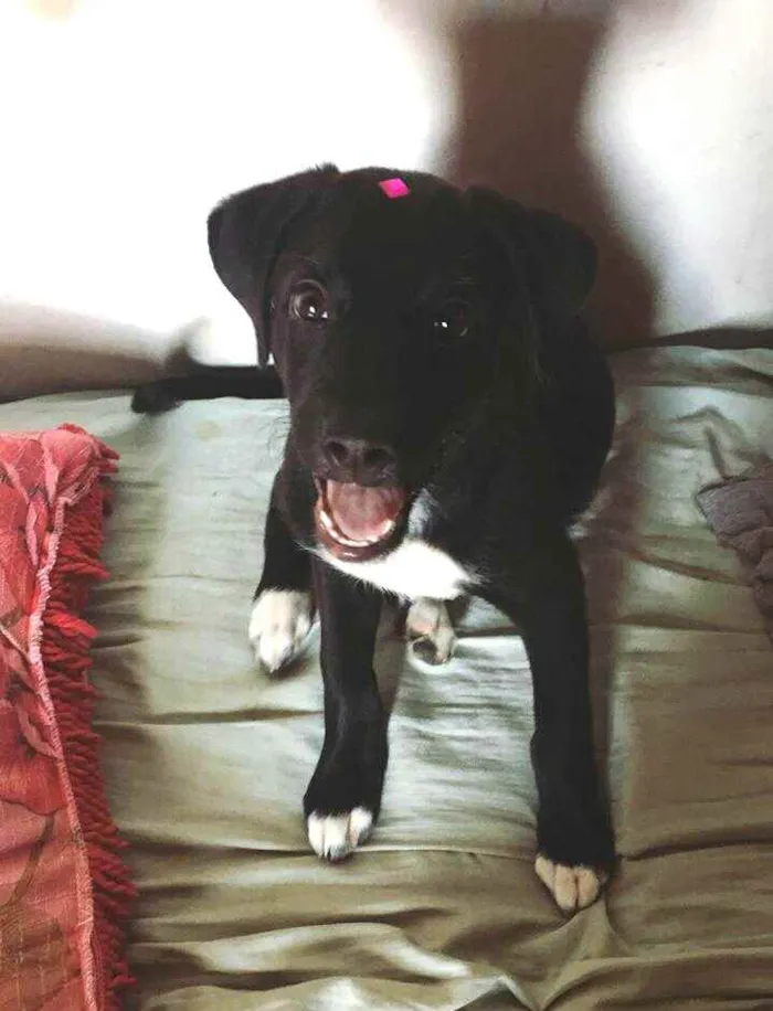 Cachorro ra a  idade 7 a 11 meses nome Mada
