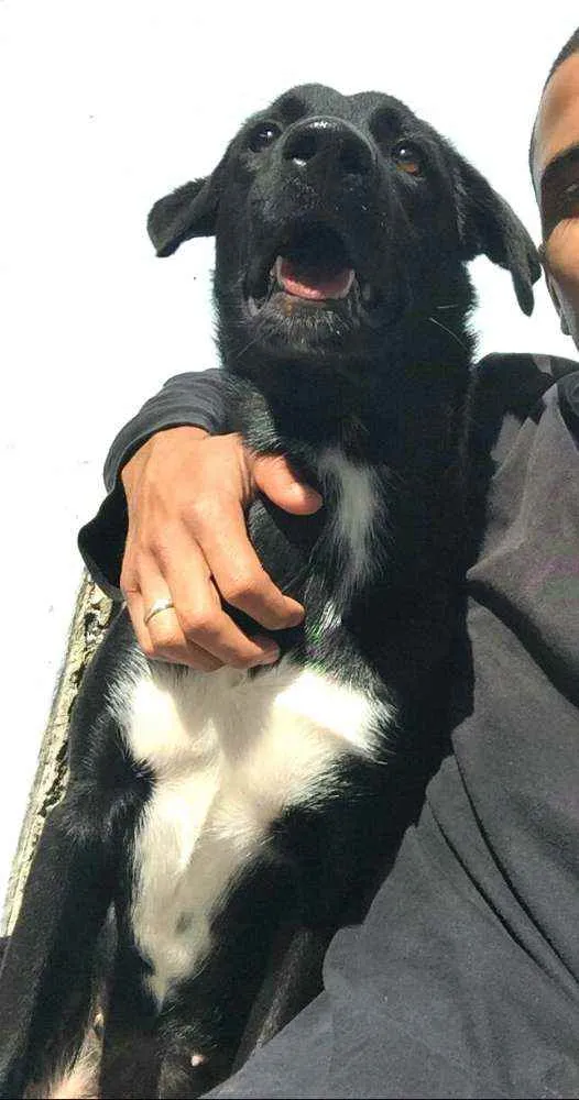 Cachorro ra a  idade 7 a 11 meses nome Mada