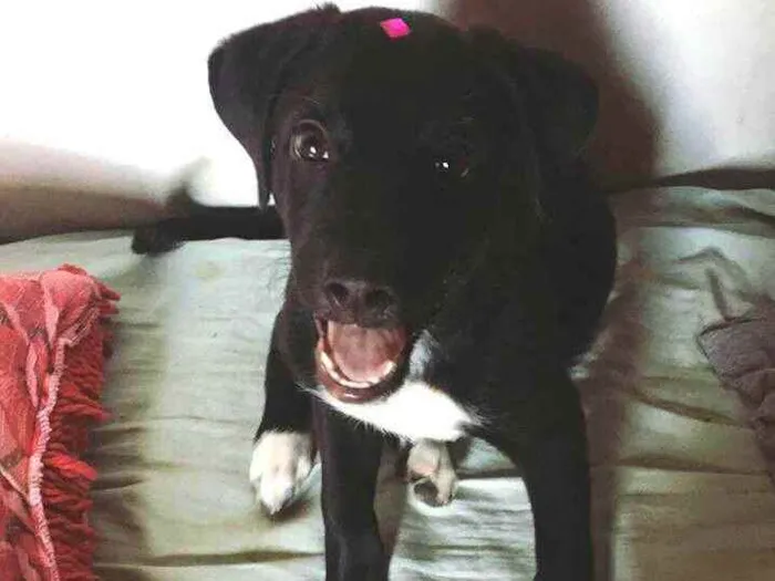 Cachorro ra a  idade 7 a 11 meses nome Mada